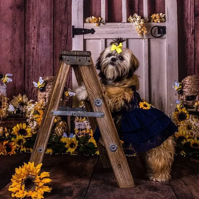 Sunflower Dog Dress, Navy Sunflower Wedding Dog Dress, Dog Flower Girl Dress, The Dorothy, Wedding Dog Dress, Dog Clothes (Large (12-18 lbs))